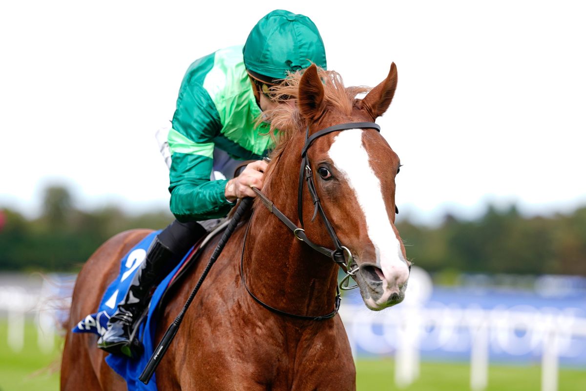 Benvenuto Cellini: leading three-year-old in King George