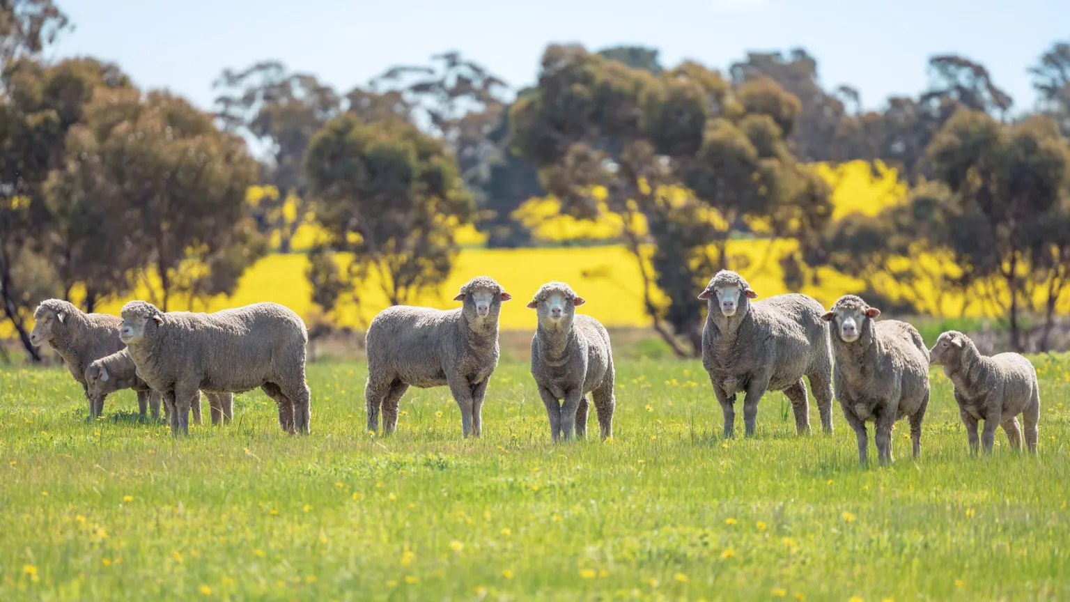  A group of eight sheep in Perth, Australia, stand in a rough line. They are looking towards the camera, their ears pricked up. The grass is green with yellow flowers and there is a golden-coloured field behind them, beyond a row of trees.