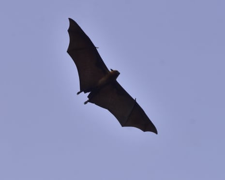 A bat with wings stretched while flying in the sky, shot from below