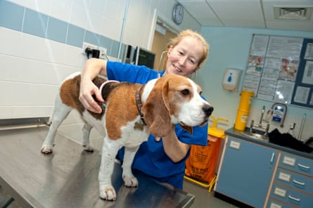 Veterinary nurse at a PDSA Animal Hospital examining a Beagle dog.