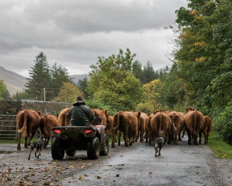 Farmer on quad bike with two sheepdog driving a herd of cows through country road