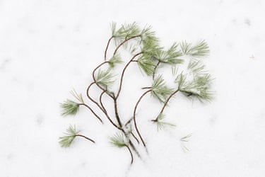 Pine branches dusted with snow