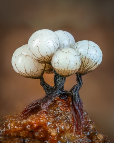 Slime moulds shaped like golf balls shot in the UK countryside