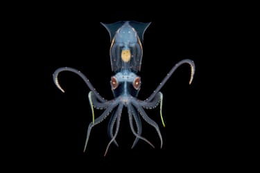 A young translucent squid photographed on a blackwater night dive