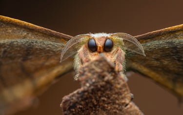 Large eyes and cute antenna make these moths incredibly photogenic