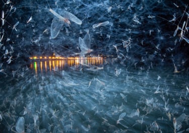 The flying insects create a cloud over the water