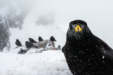 Curious birds photographed in the snaowy mountains of the Alps
