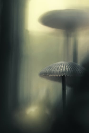 An ethereal shot of mushrooms in the forest