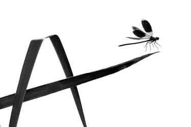 A striking black and white portrait of a damselfly