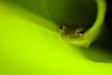 The frog was lit by a torch, as it hid under a leaf