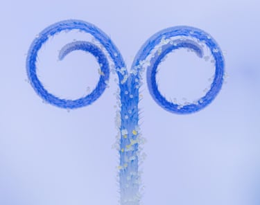 The blue plant seen in the tiniest detail