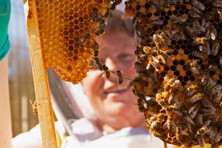 A person in protective clothing smiles as they look at bees on pieces of honeycomb