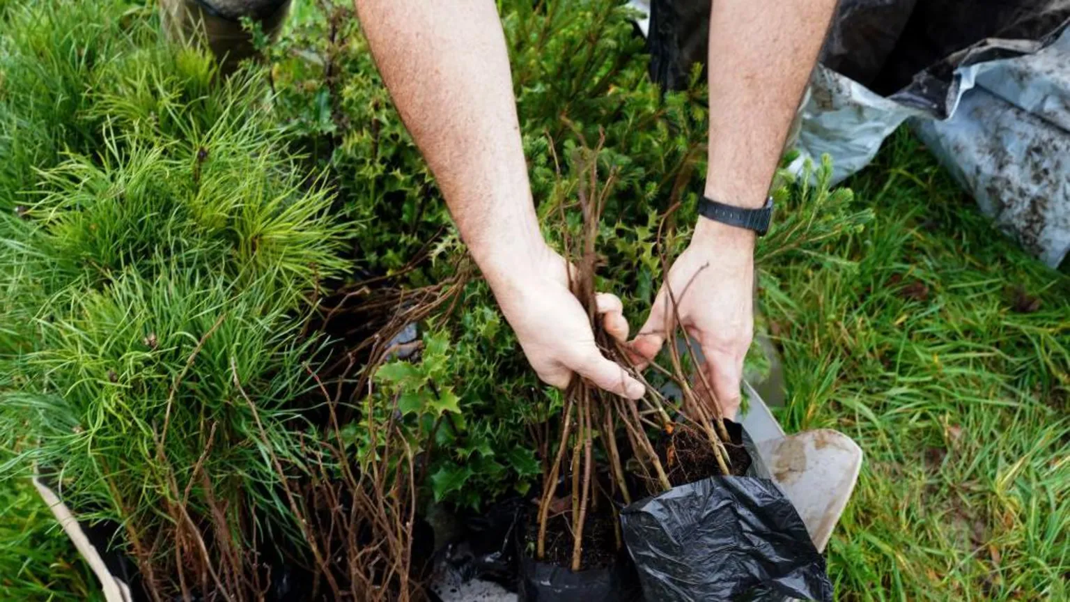 Getty A person outdoors handling young tree saplings. Their hands are lifting bundles of thin seedlings from bags on the grass, alongside other small potted plants, against a grassy backdrop.