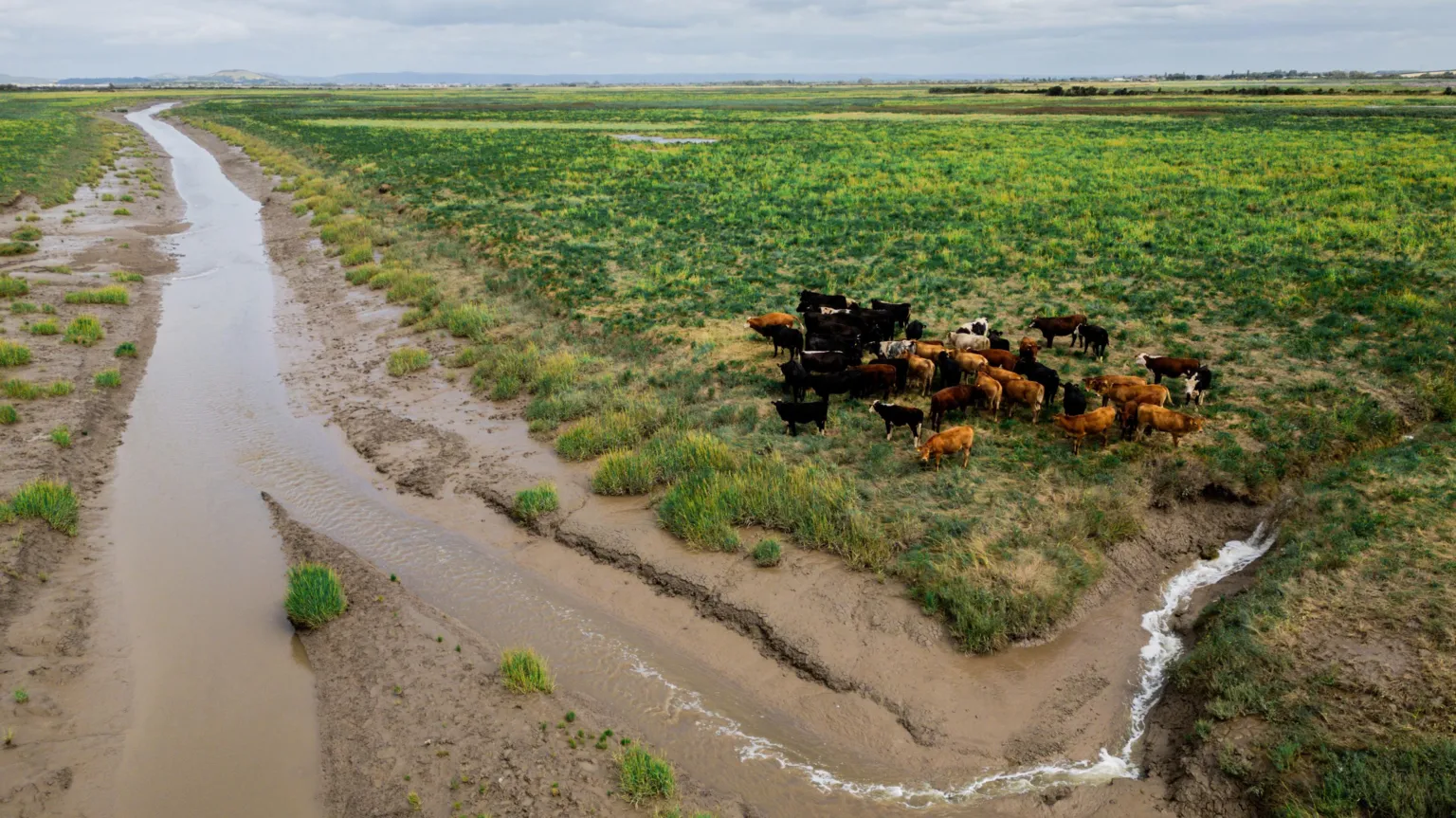WWT A wide expanse of saltmarsh with a winding gully cutting through the muddy ground. Dark-coloured cattle cluster on higher, greener ground to the right, surrounded by open marshland. 