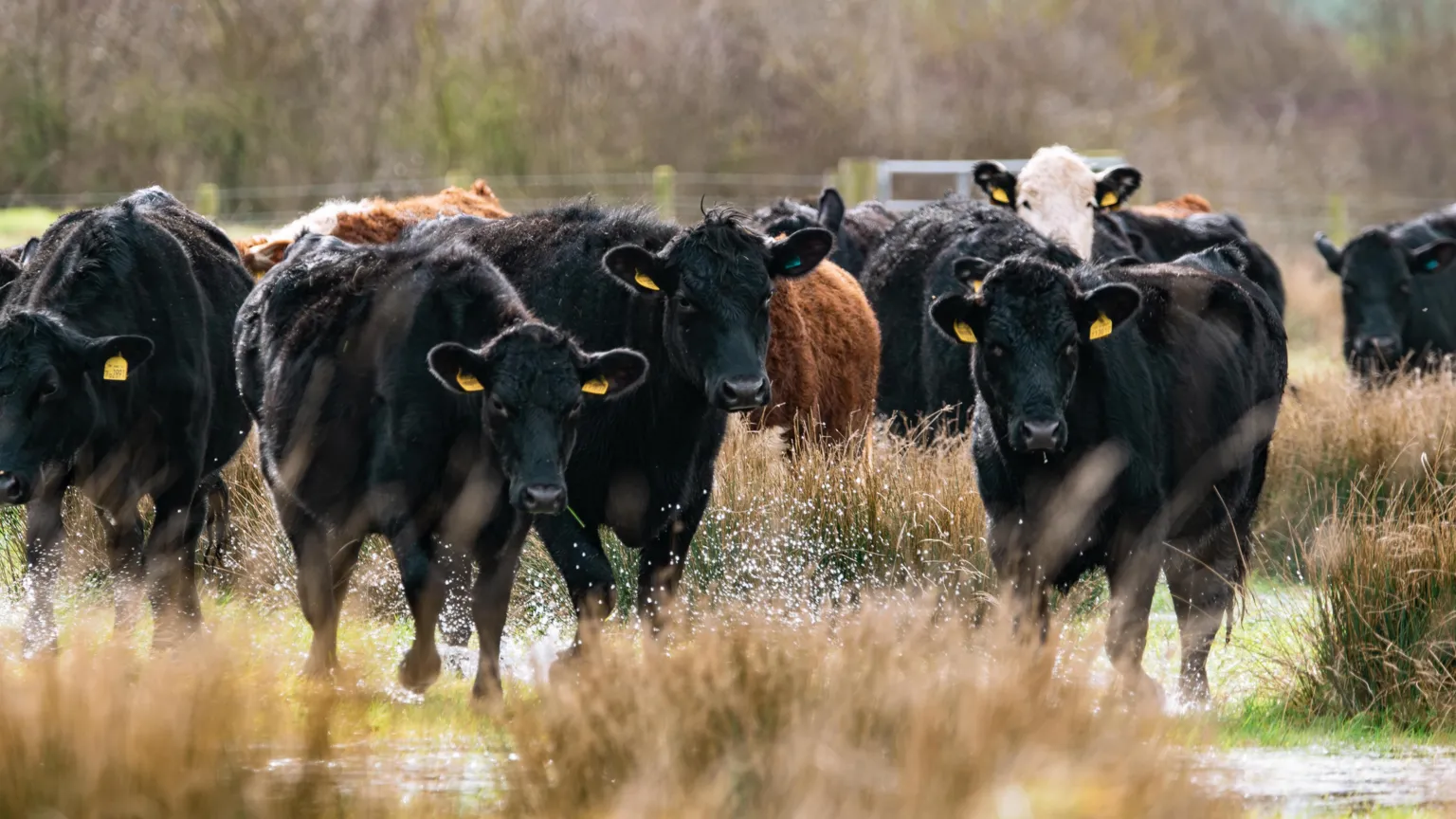 WWT A group of cattle walk through a wet, marshy field. The animals have a mixture of black and brown coats. Water splashes up their legs as they move. Rough grasses and reeds fill the foreground, with a soft green field in the background. 