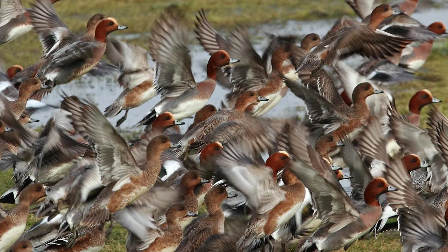 WWT A flock of wigeon take flight over wet grassland. The small ducks are chestnut-coloured with outstretched brown wings.