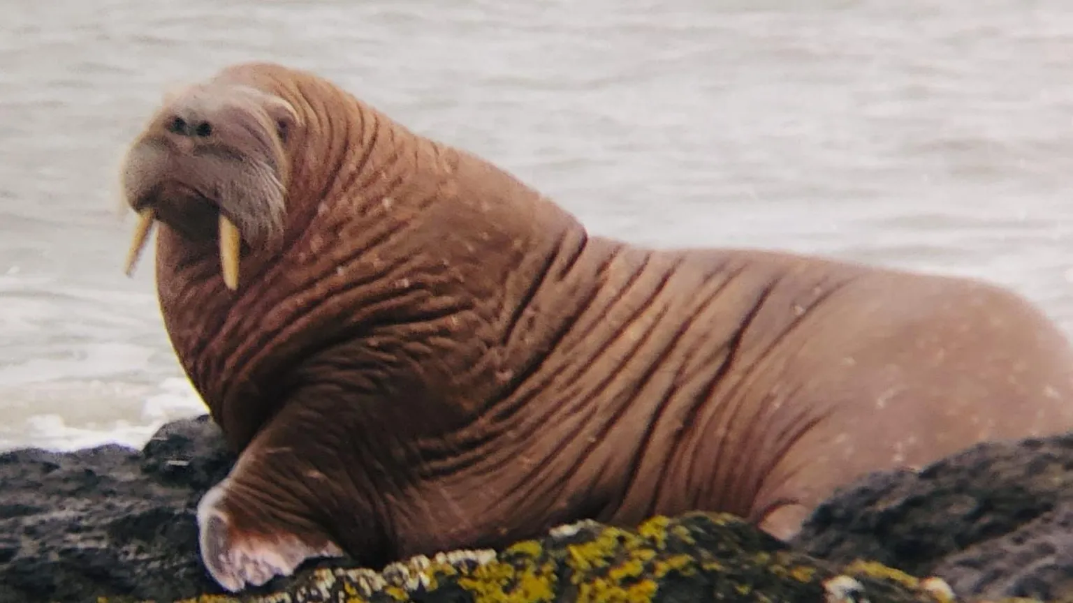 Sally Molyneux and David Sutherland Walrus sitting on rocks. It is brown with long tusks and whiskers 