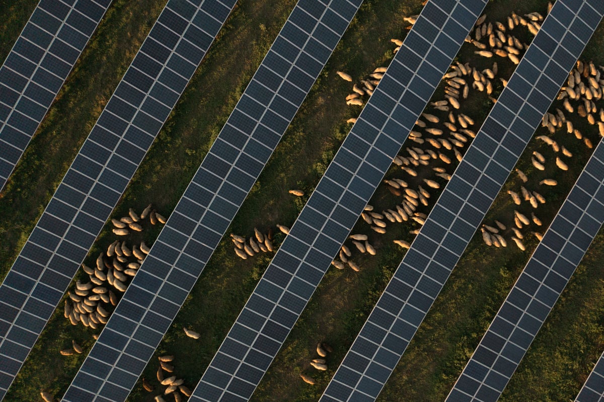 An aerial view of sheep grazing by Enery’s solar panel field in Pantazi