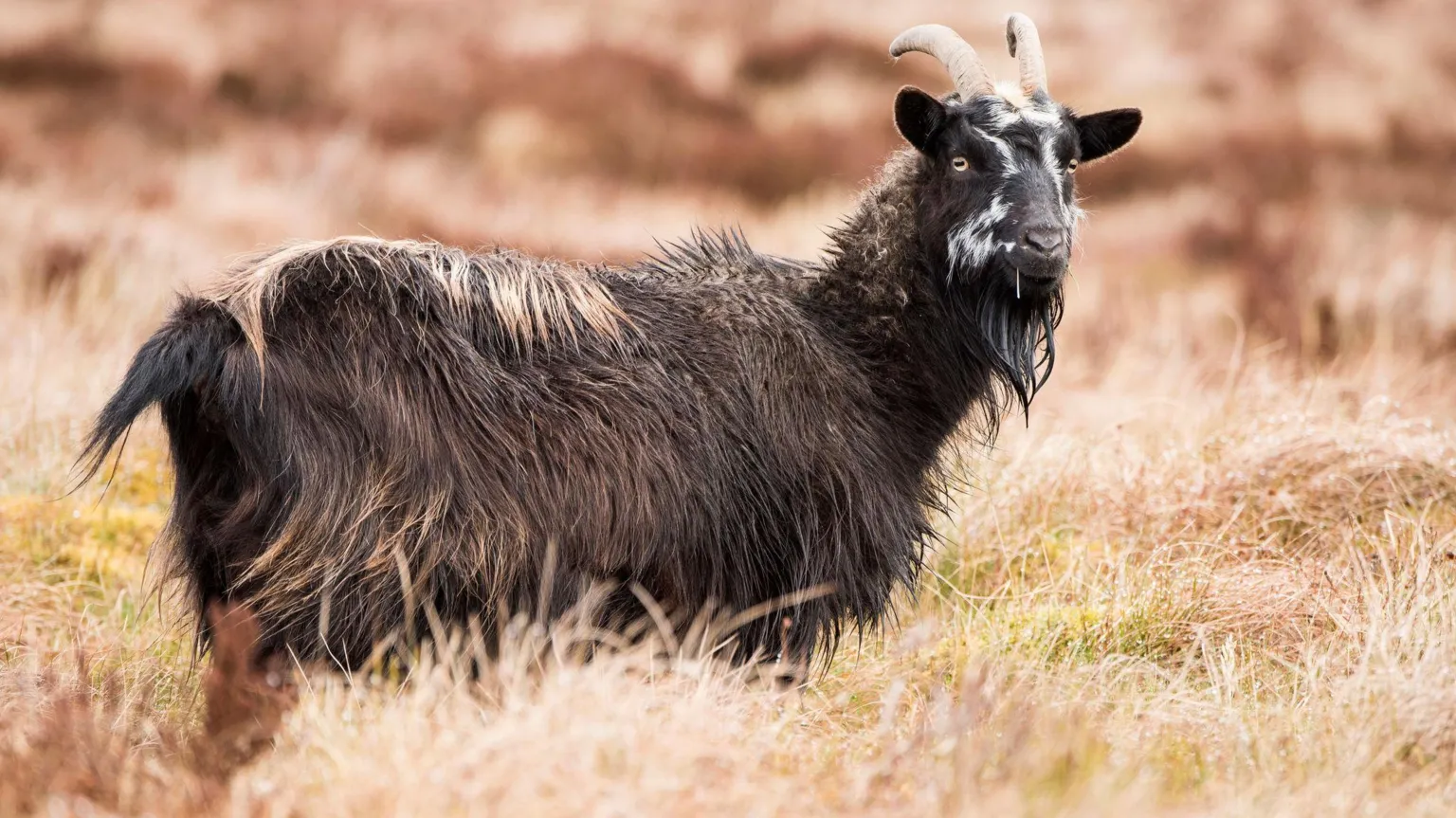  A large feral goat on Langholm Moor surrounded by long grass. It has a thick black coat and horns.