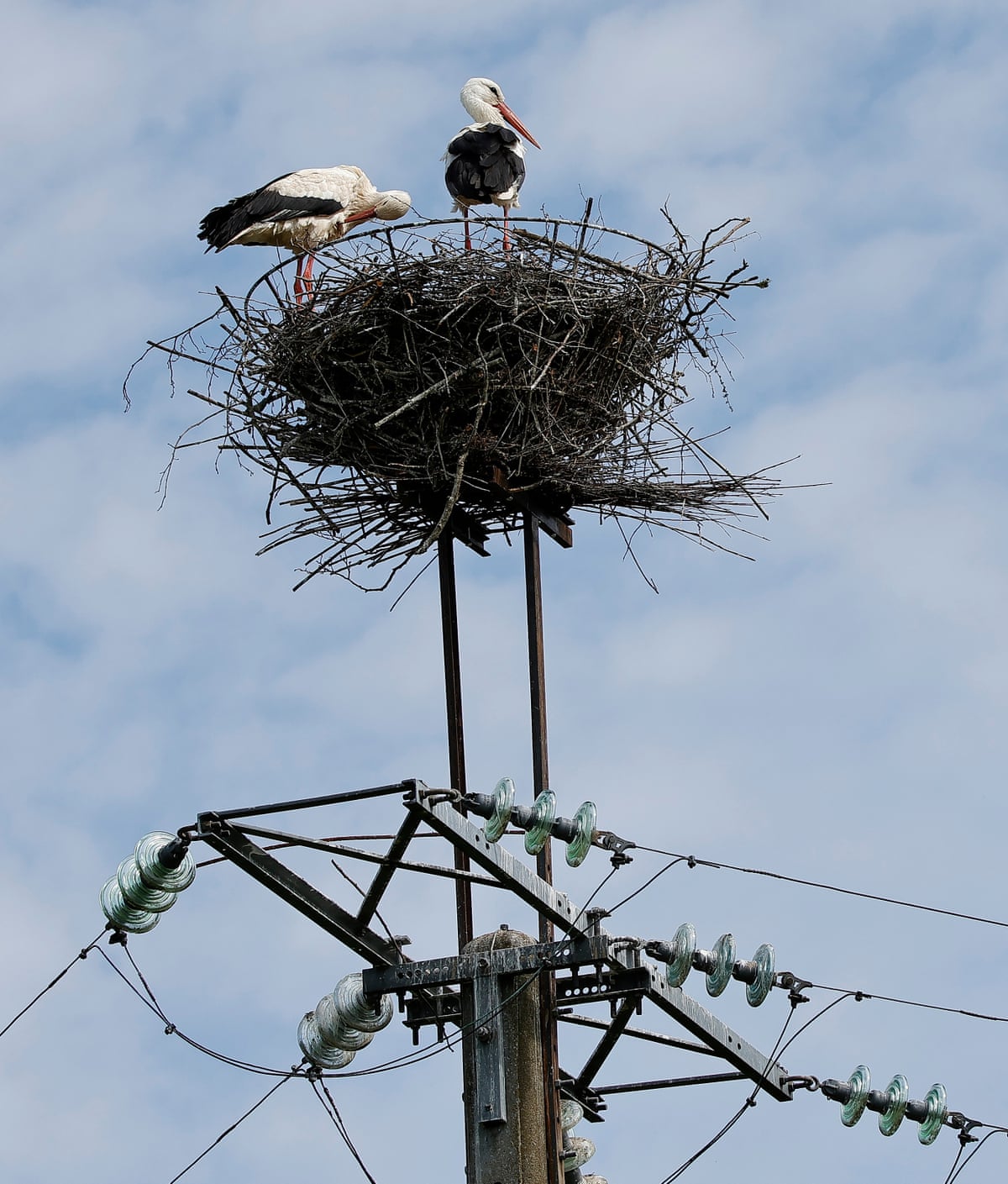 Two storks sit in a nest made inside a wire basket attached to the top of a pylon.