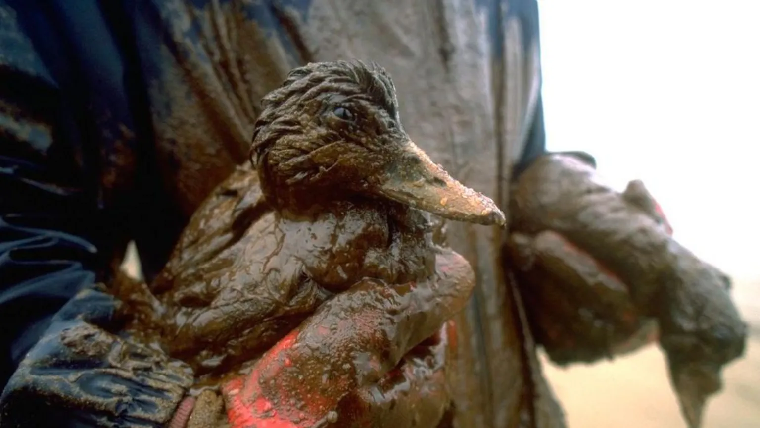  Rescue of an oiled duck following the sinking of the Sea Empress