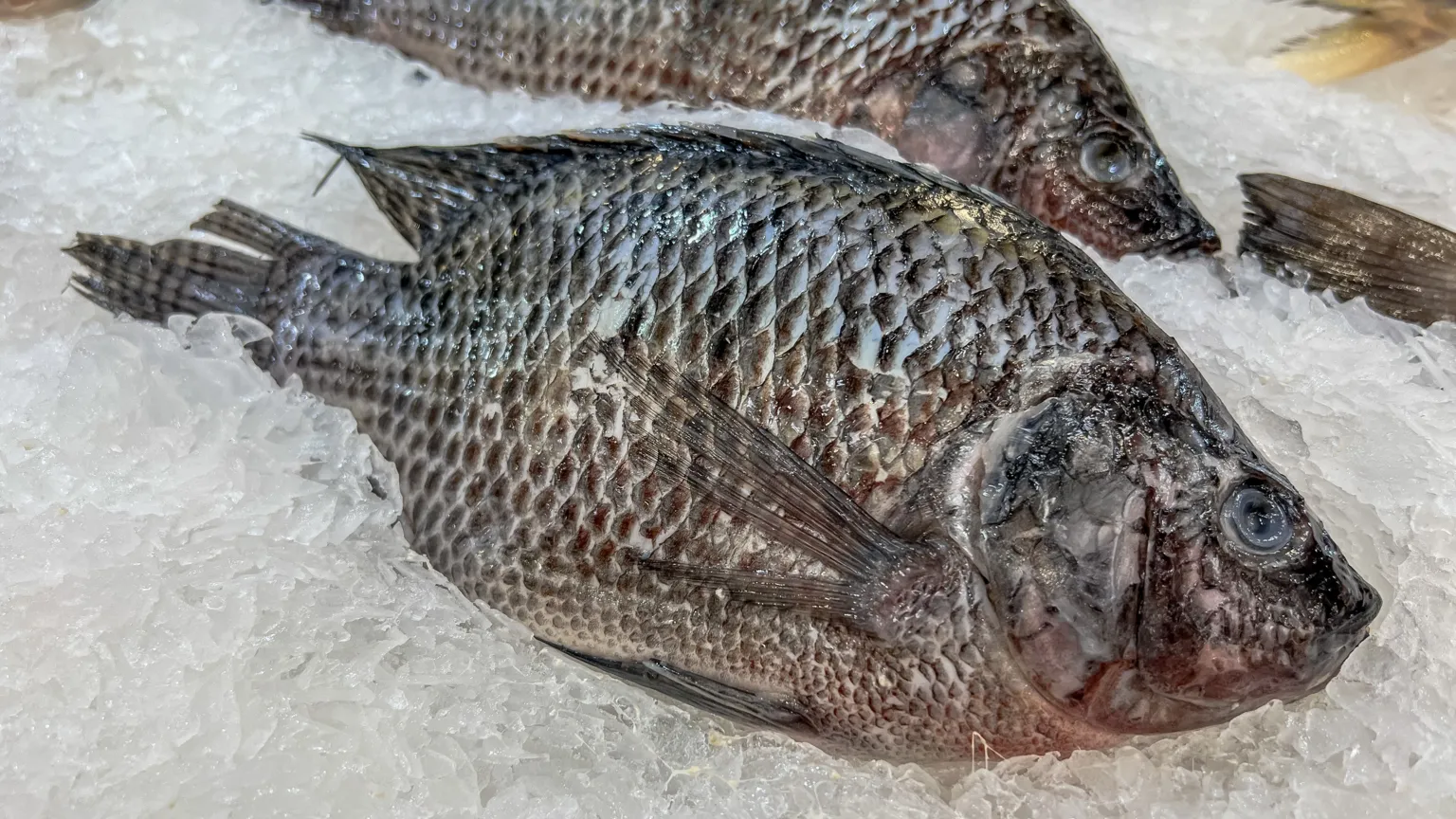 A brown compact round fish lying on a bed of ice in a fishmonger's