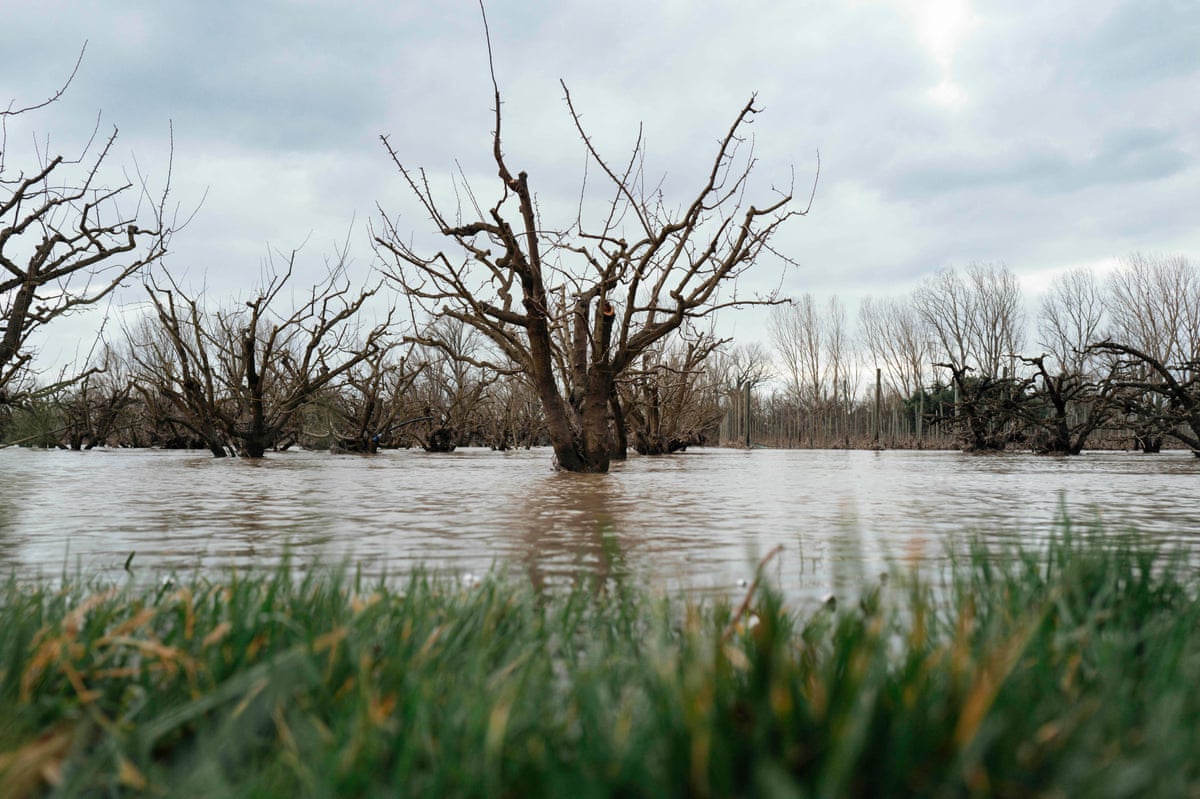Fruit trees flooded in the Tarn-et-Garonne region in southern France.