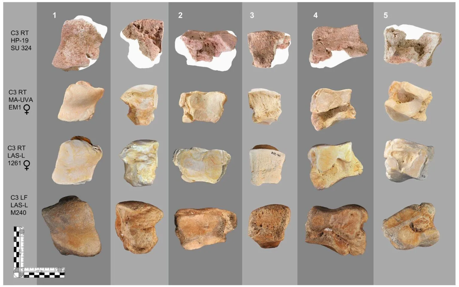 Martínez Sánchez et al A diagram showing different elephant bones for comparison