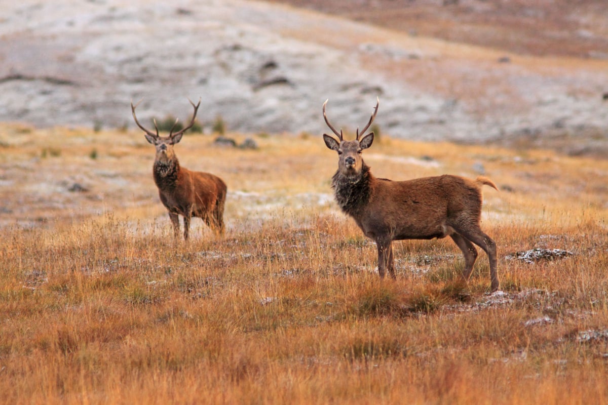 Two red deer with large antlers