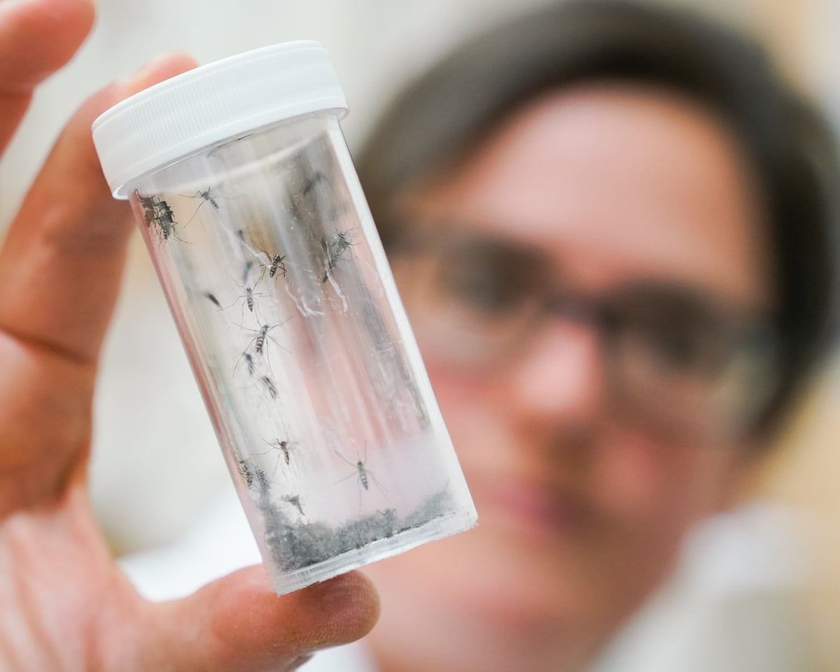 Person holds a tube containing Asian tiger mosquitos.