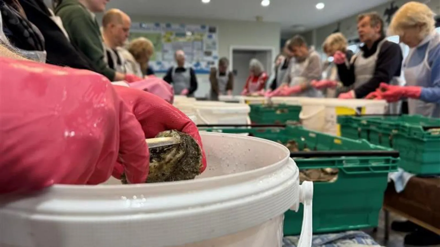 George Carden/BBC A person wearing pink washing up gloves scrubbing an oyster over a white bucket of water. Several other volunteers around the table are doing the same thing
