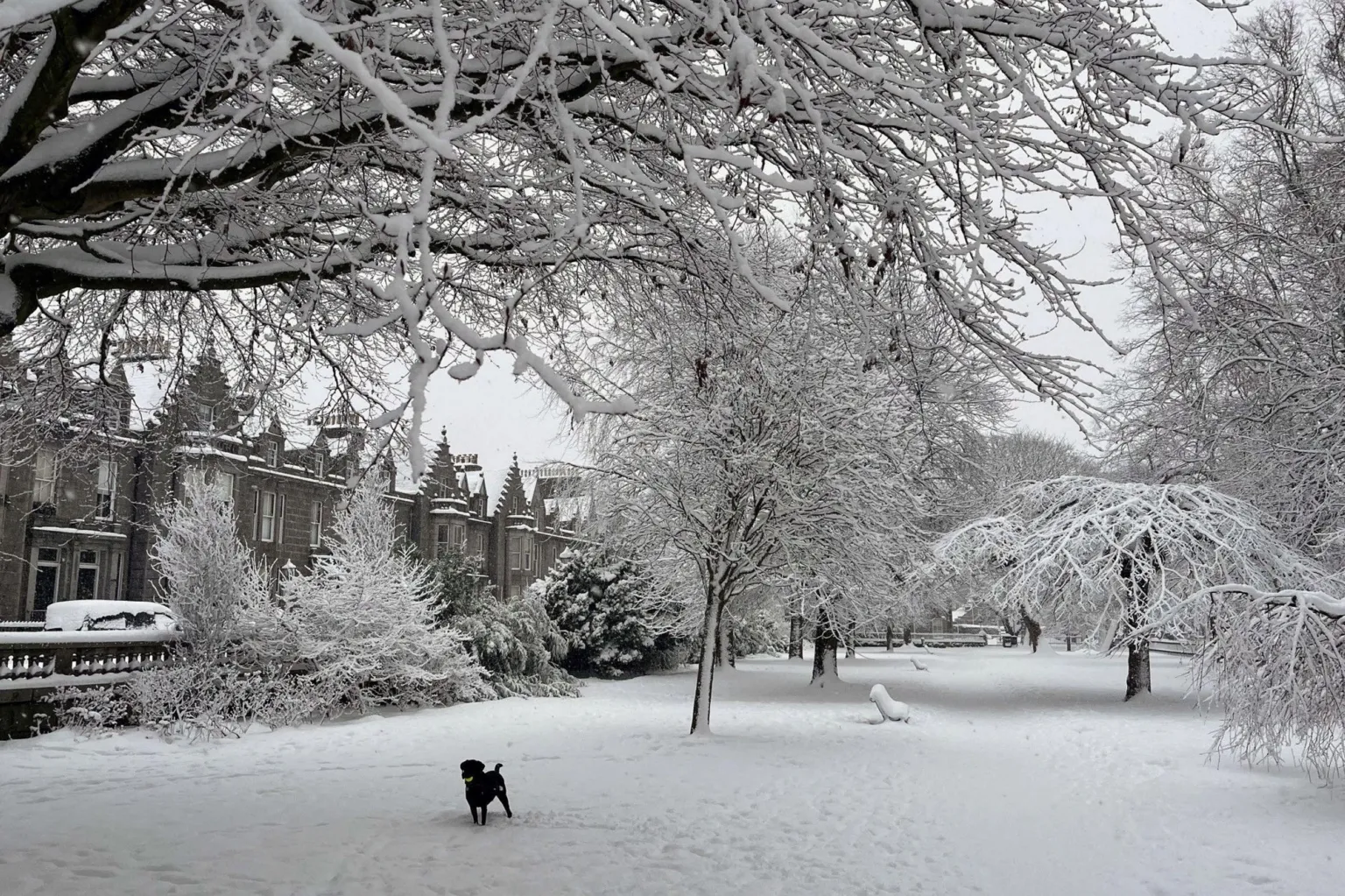 A black dog stands in a snow covered park. There are trees with branches covered in snow. There is a row of houses on the left.