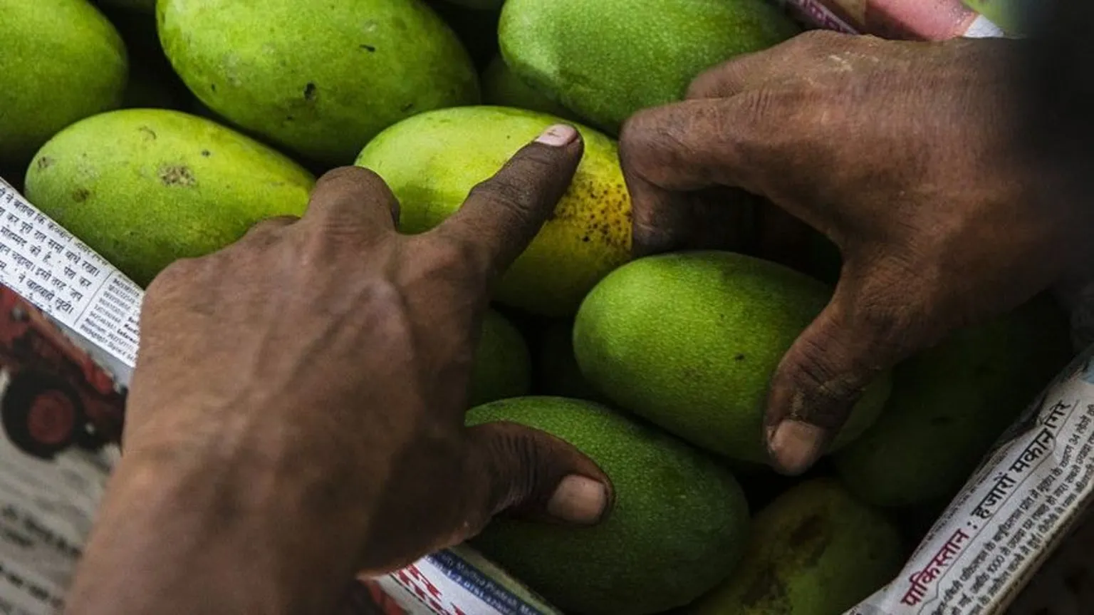 Bloomberg via Mangoes being placed in a box