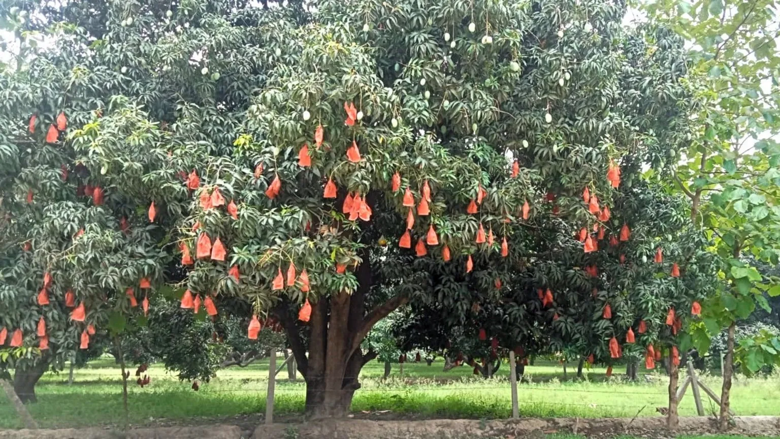 Upendra Singh A large mango tree with orange bags covering the fruit