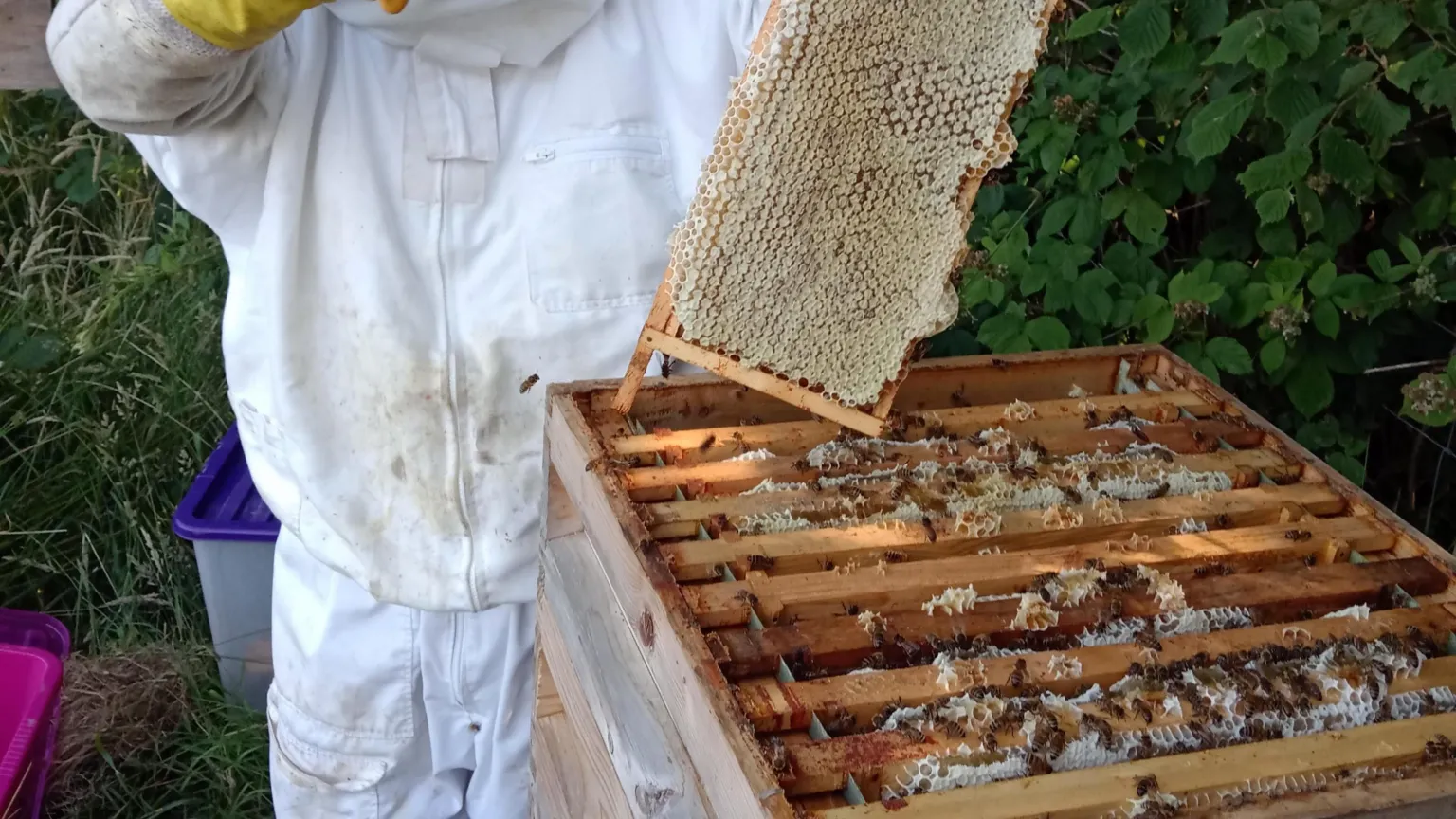 Under Starry Skies The image shows a beehive being cared for by a beekeeper. The beekeeper wears a white suit with a piece of honeycomb in one hand and the beehive open next to them. 