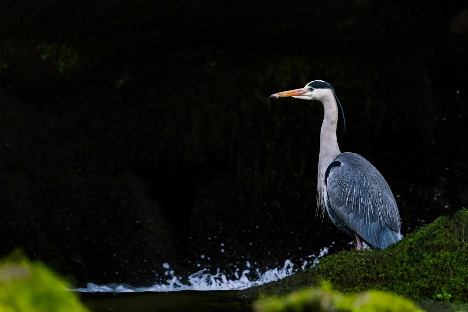 Jacki Gordon A grey heron stands behind a mossy rock on the edge of river. Splashes of water are crashing upwards. The river and backdrop are almost black. 