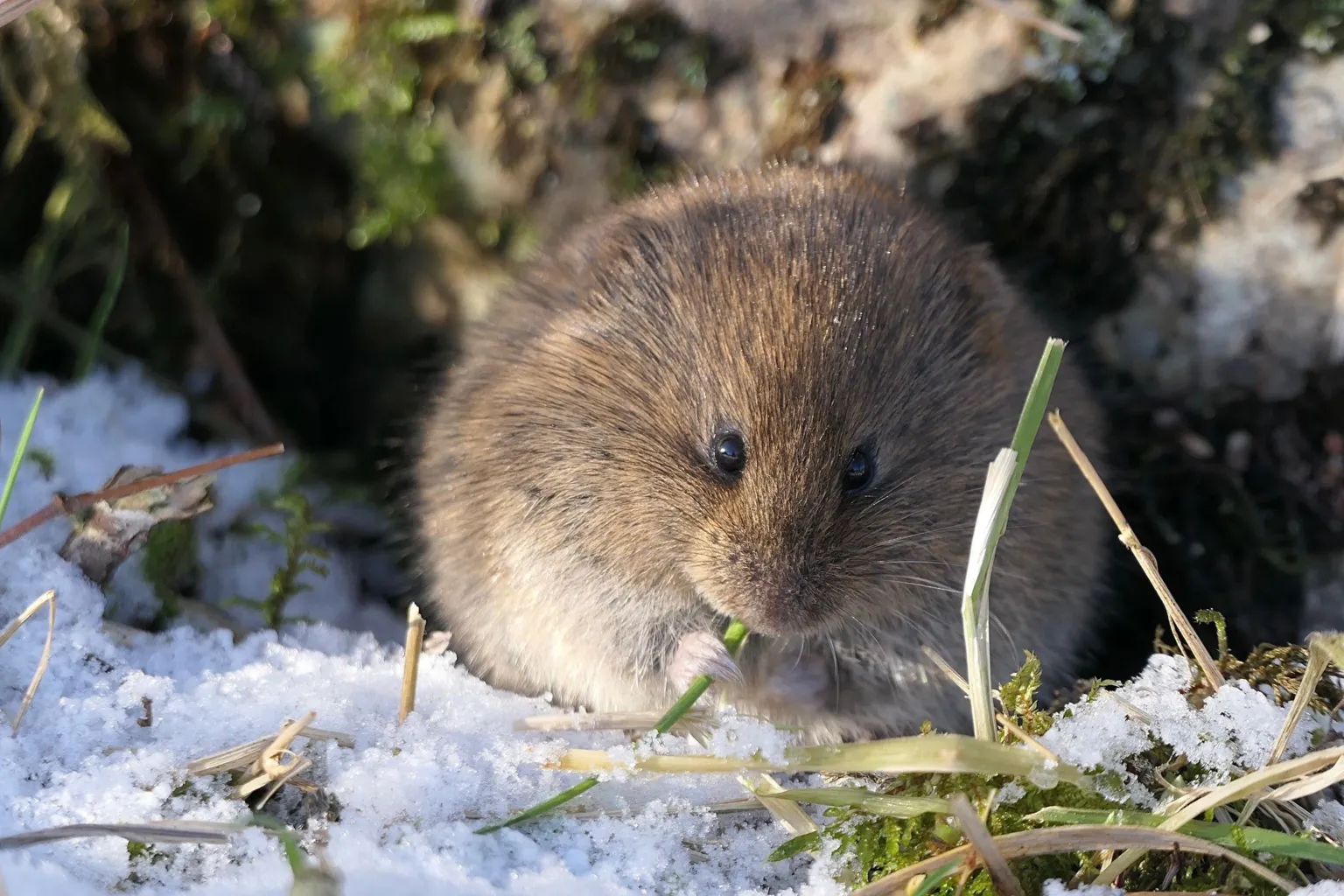 Maeve Wilson A vole nibbles a blade of grass in the snow in Glencoe.