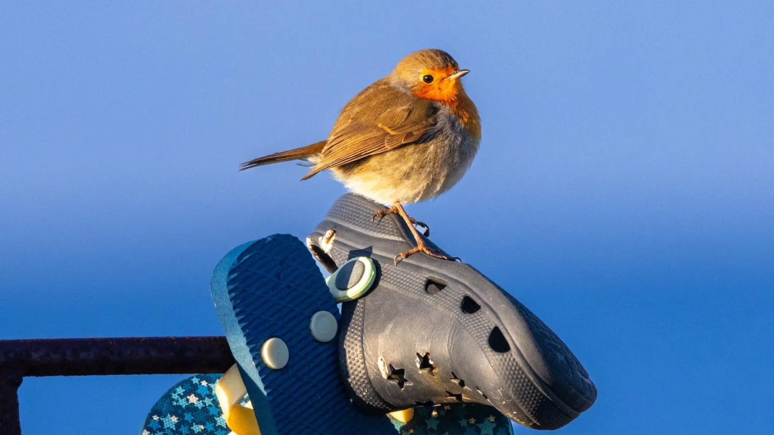 Kenneth Milligan A robin is perched on a black Croc shoe which is hanging with a pair of flip-flops on a railing. The sky is bright blue.