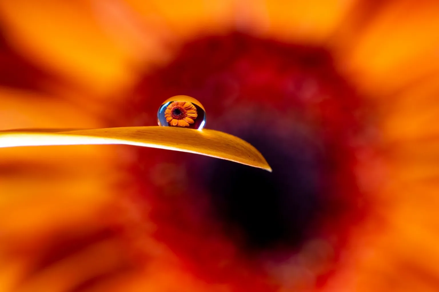 Loreena Price An orange gerbera is pictured through a droplet of water balanced on a petal.