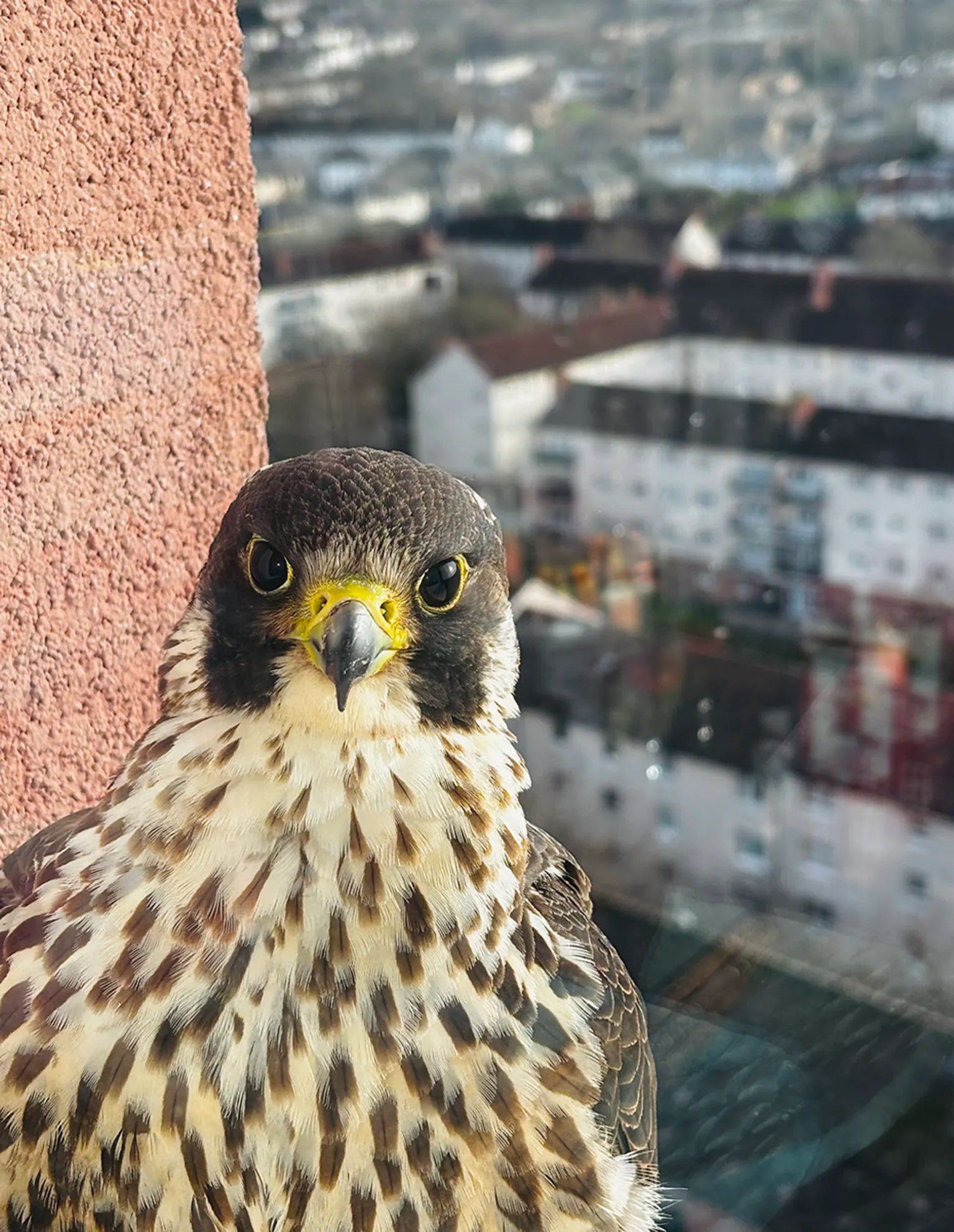 Donna Jamieson Close-up of peregrine falcon looking straight at the camera through a window - There are flats below