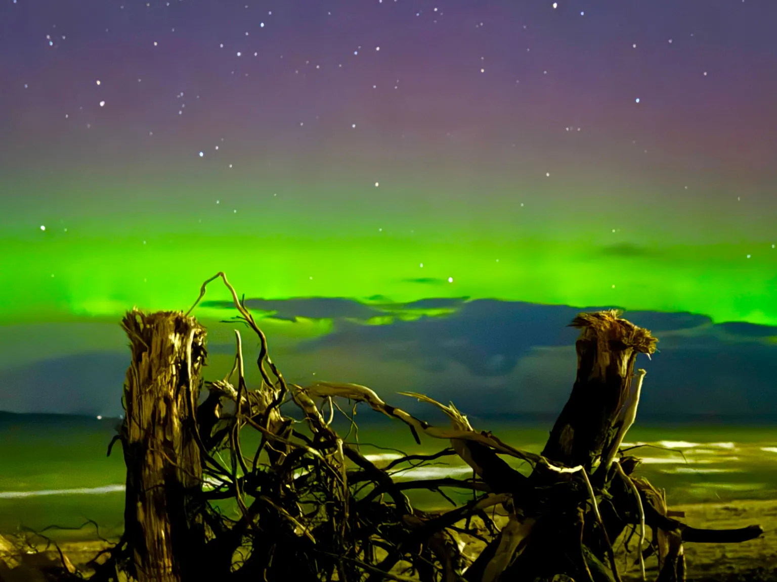Elena Reid The northern lights light up the starry sky above Nairn beach. Tangled drift wood branches are in the foreground. 