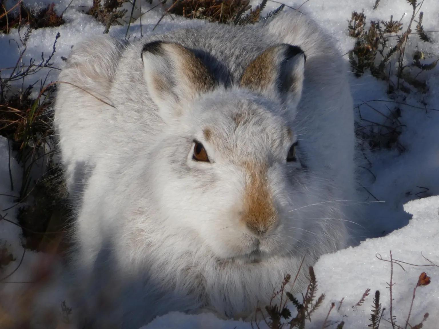 Nick Sturgess A mountain hare looks into the camera. It is sitting in snow with mosses and plants poking through.