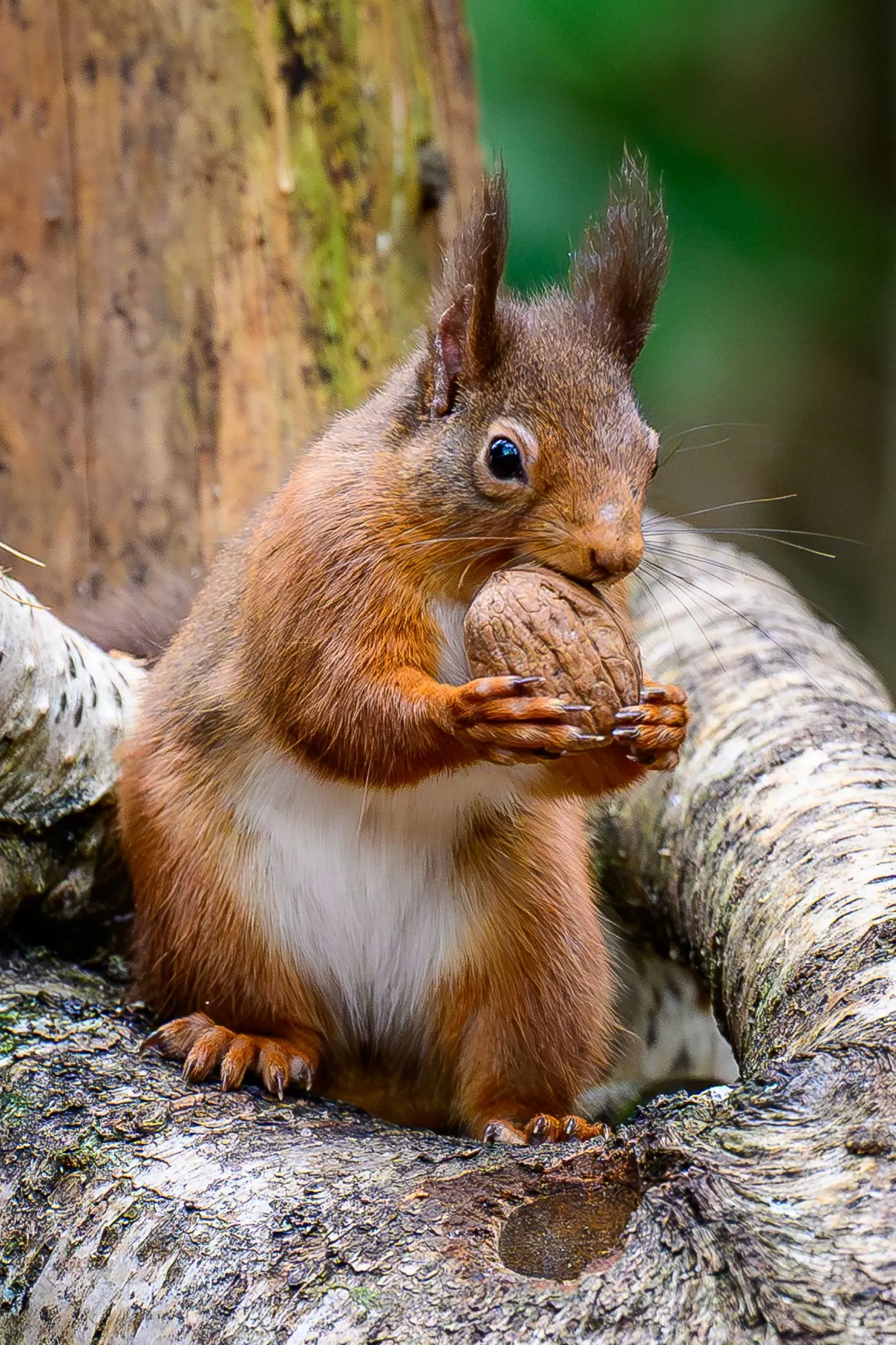 Mike Sutherland Red Squirrel nibbling at a large nut it is holding in its paws.