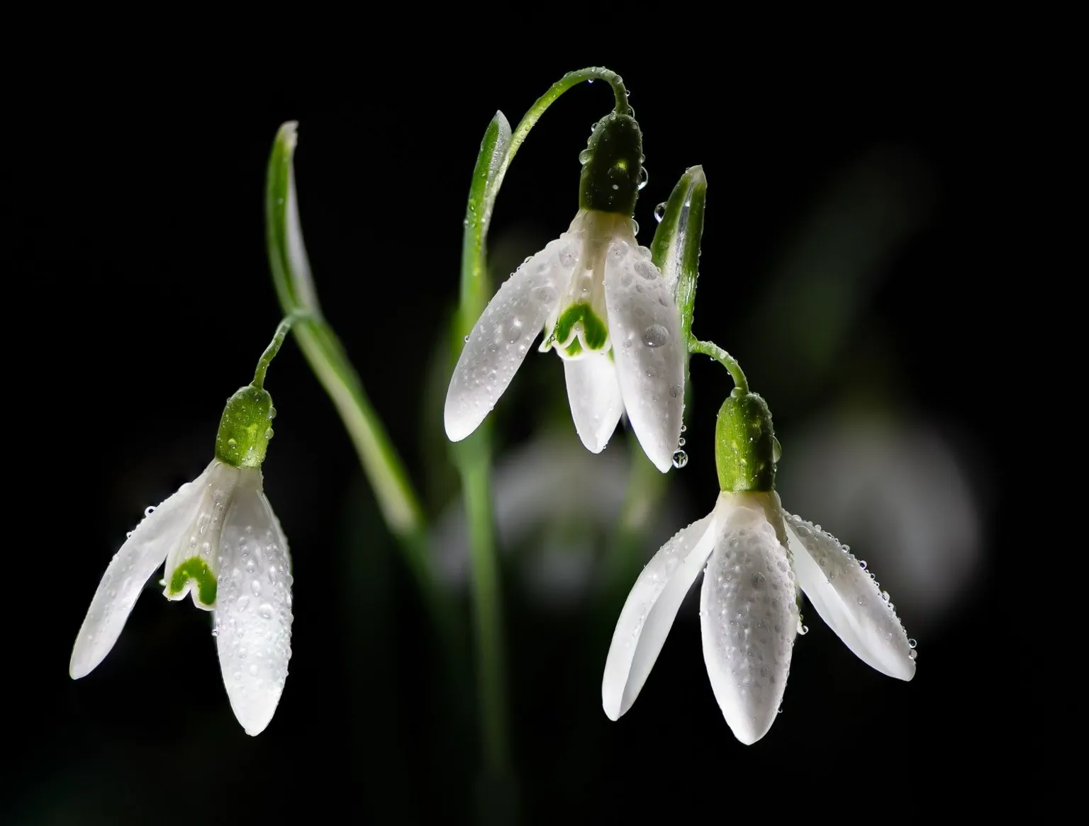 Robin Gladstone A close-up picture of three snowdrops with some water droplets on them against a black background.