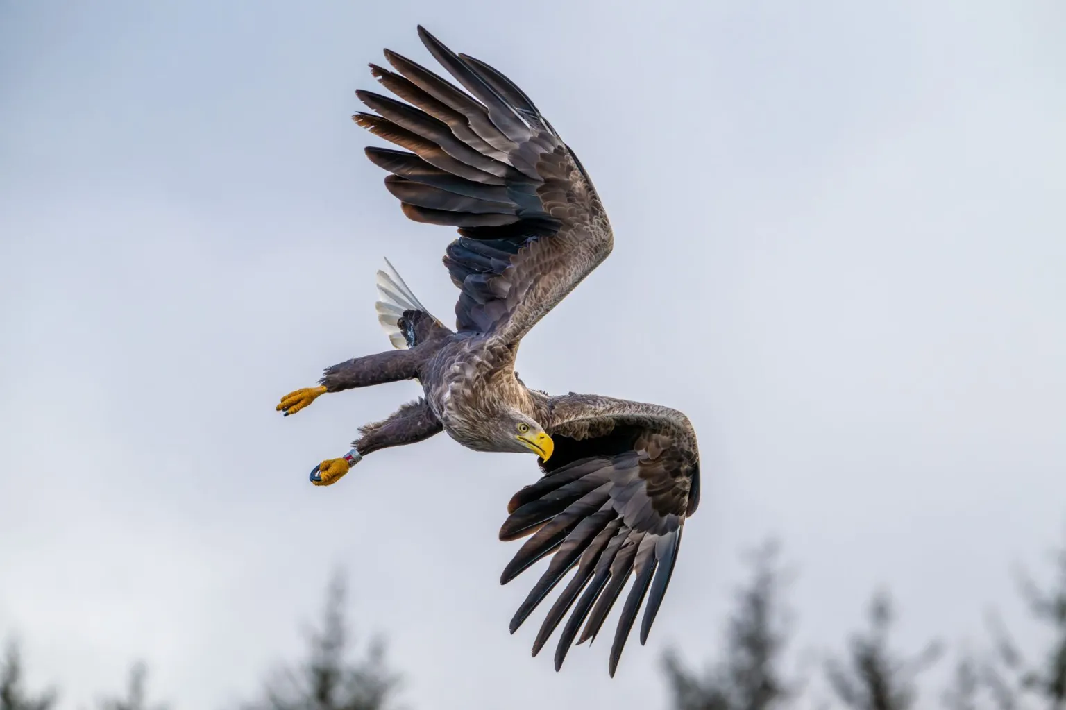 Gavin Gall A white-tailed sea eagle is in flight off the coastline of Mull. The tips of trees are in the background. 