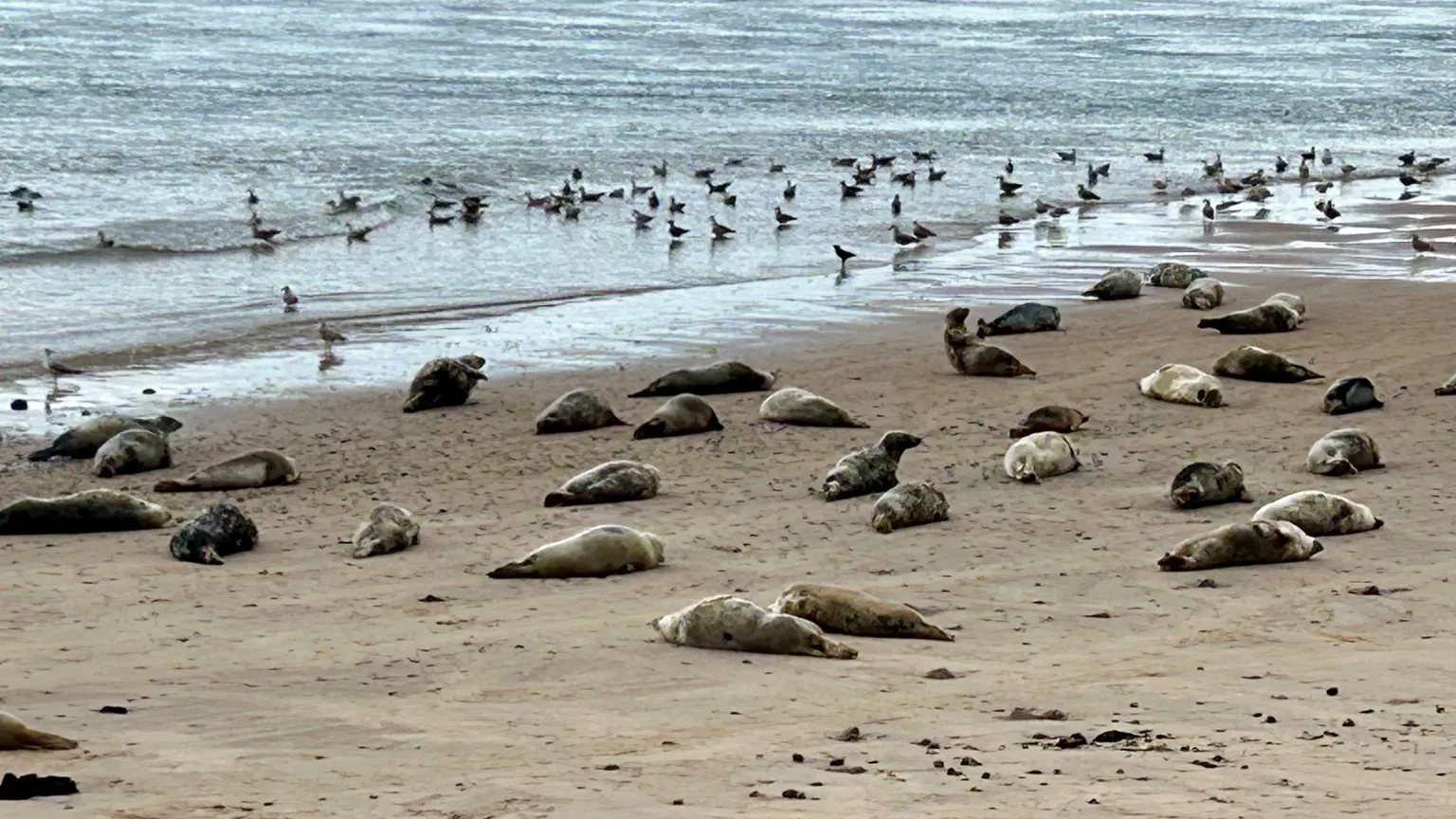 Dianne McLeish Dozens of seals lying on a beach with water lapping near them. There are also dozens of birds in and around the water