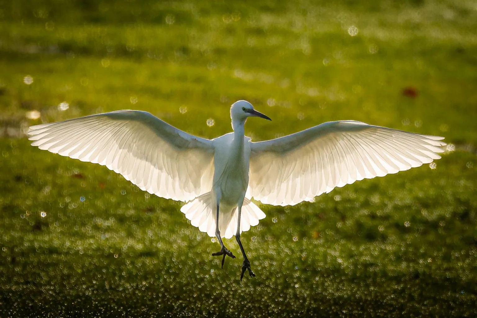 Marcus Tyler A back-lit Little Egret is coming in to land on a golf course with its wings spread wide. The sun is shining through its wings. 