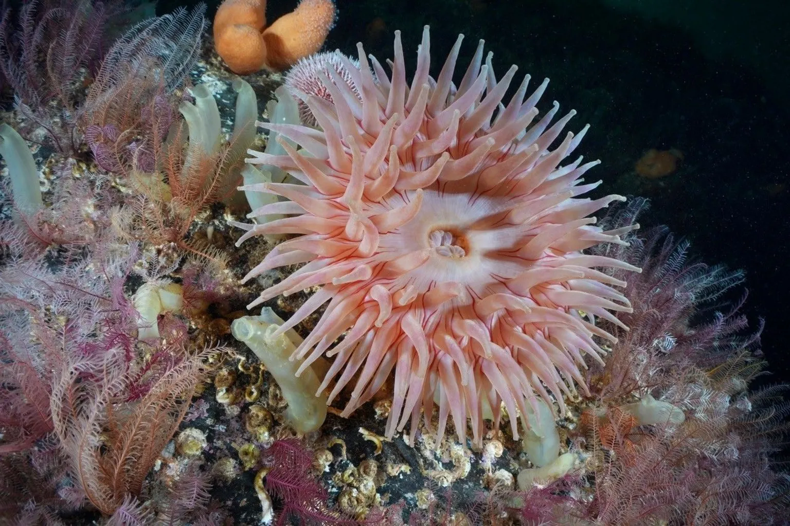 Graeme Bruce Horseman anemone, feather stars and yellow-ringed sea squirts pictured underwater in Loch Carron