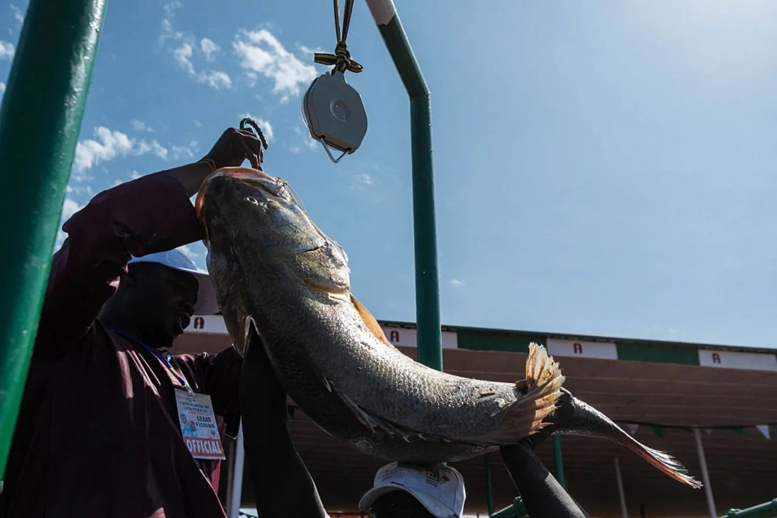 AFP via A view from underneath of a man weighing a huge fish on scales suspended on a green frame. Two others are looking on.