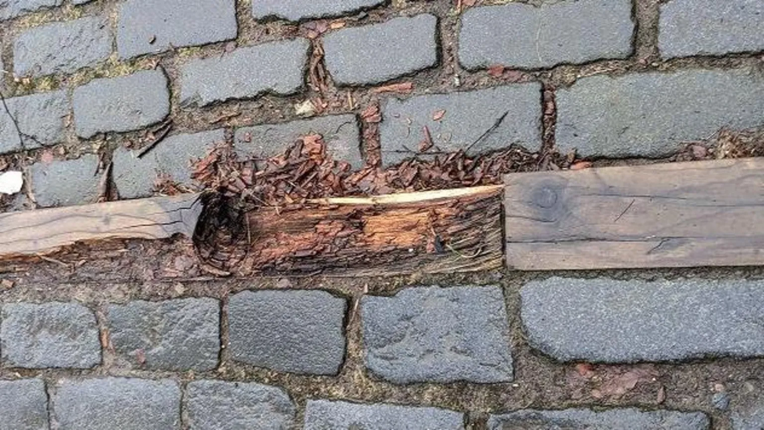 Nick Kempe A wooden step, rotting away from wetness